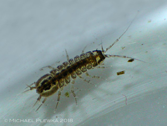 Gewässerlebewesen Die WasserAssel (Asellus aquaticus)